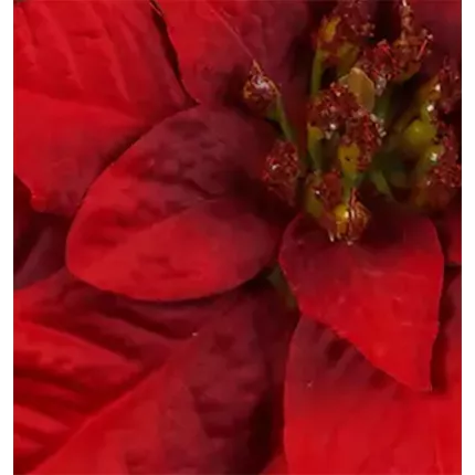 coeur POINSETTIA artificiel (Etoile de Noël) 33 cm