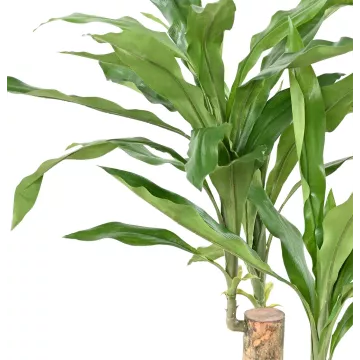 feuilles DRACENA Fragrans artificiel ou DRACAENA 60 cm