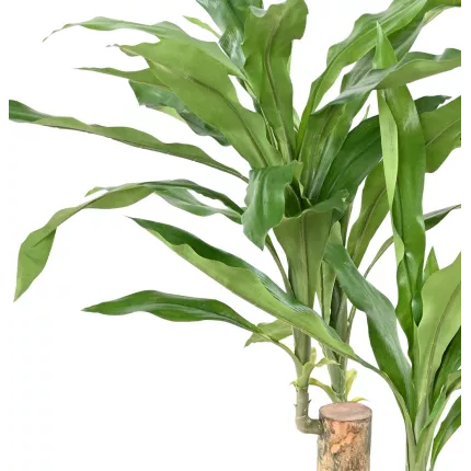 feuilles DRACENA Fragrans artificiel ou DRACAENA 60 cm