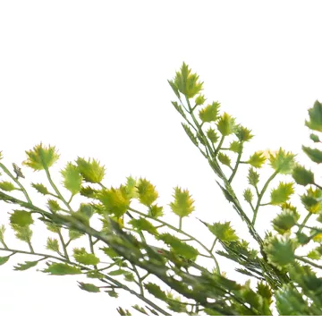 feuilles CAPILLAIRE artificiel 40 cm