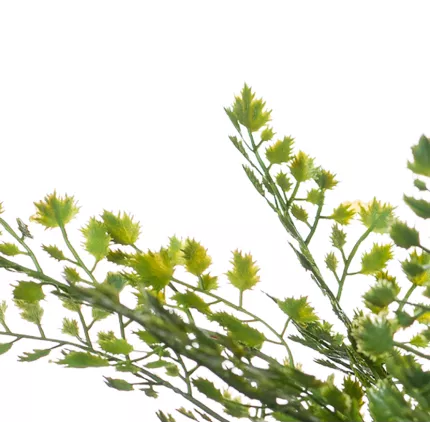 feuilles CAPILLAIRE artificiel 40 cm