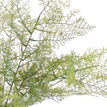 feuilles ASPARAGUS artificiel 50 cm