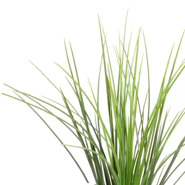 onion grass  plast 55 cm