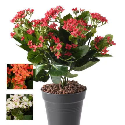 KALANCHOE artificiel 30 cm 3 couleurs
