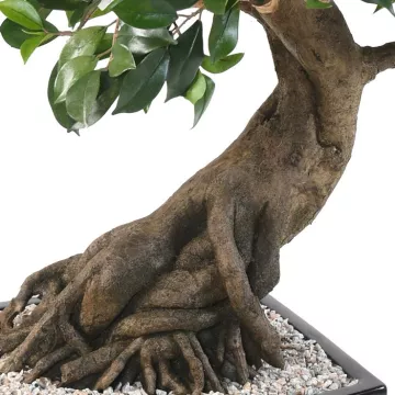 tronc BONSAI artificiel FICUS en coupe 80 cm