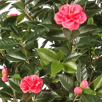 fleur CAMELIA artificiel JAPONICA large 150 cm rose