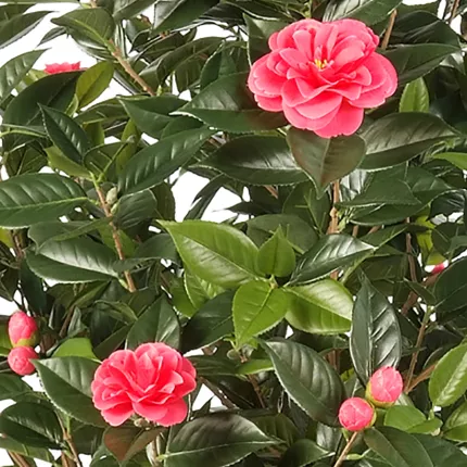 fleur CAMELIA artificiel JAPONICA large 150 cm rose