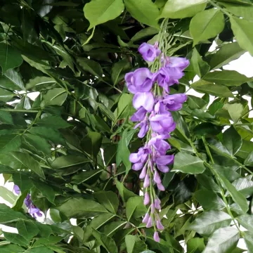 fleurs GLYCINE artificielle LIANES  new de 110 à 180 cm lavande