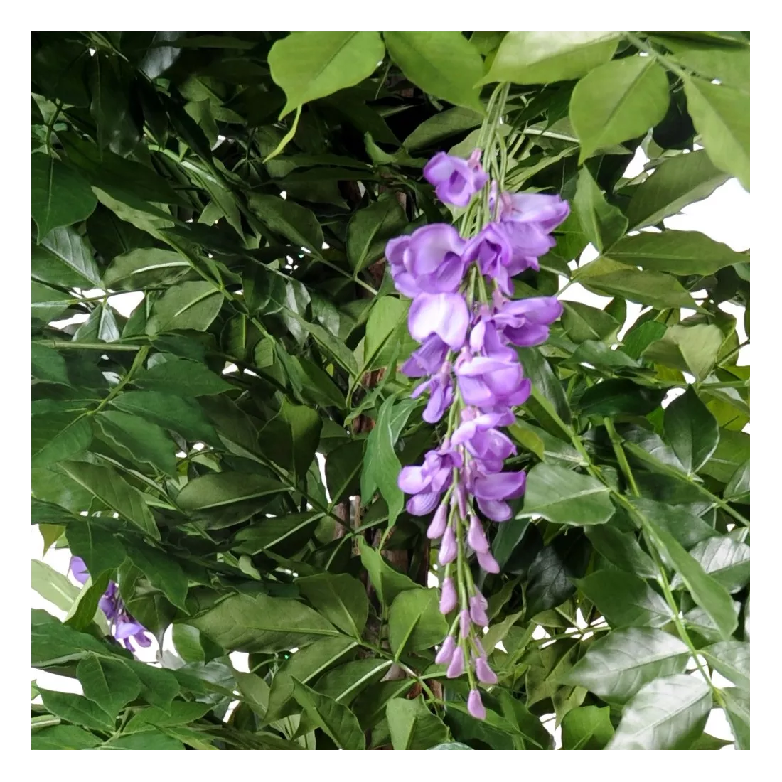 fleurs GLYCINE artificielle LIANES  new de 110 à 180 cm lavande