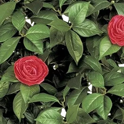 fleurs CAMELIA artificiel VIGNE 170 cm rouge