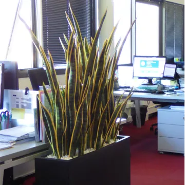 mise en situation SANSEVIERIA artificiel 110 cm dans un bureau