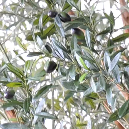 olives et feuilles OLIVIER artificiel NEW TREE 350 cm