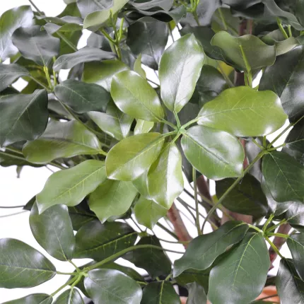 feuilles SCHEFFLERA artificiel BUISSON  90 cm
