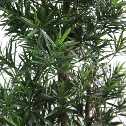 feuilles PODOCARPUS artificiel REFLEXA 150 à 210 cm