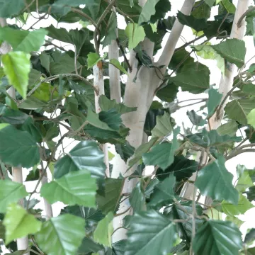 feuilles BOULEAU artificiel 180 et 210 cm