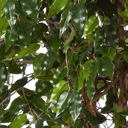 feuilles FICUS artificiel HAWAI LIANE 120 à 210 cm