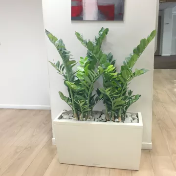 ZAMIA artificiel 110 cm dans un hall d'accueil, salle d'attente