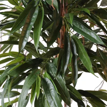 feuilles FICUS artificiel ALII bush royal 160 et 190 cm