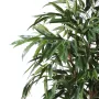 feuilles FICUS ALII ROYAL 180 et 250 cm