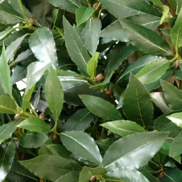 feuilles LAURIER artificiel TOPIAIRE LARGE  160 cm