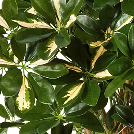 feuilles SCHEFFLERA artificiel parasol ou arbre parapluie vert crème