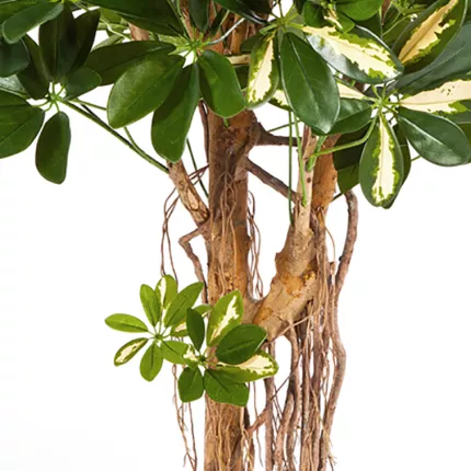 tronc SCHEFFLERA artificiel parasol ou arbre parapluie vert crème