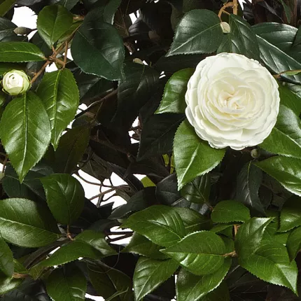 fleurs CAMELIA artificiel UMBRELLA TREE 130 et 160 cm crème