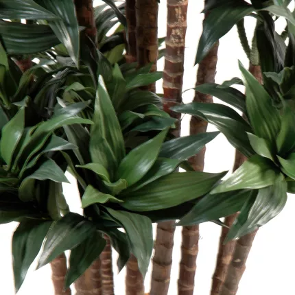 feuilles DRACENA artificiel (ou DRACAENA) FRAGANS Compacta 120 et 140/150 cm