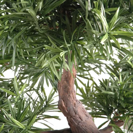 feuilles et tronc BONSAI artificiel PODOCARPUS en coupe 80 cm