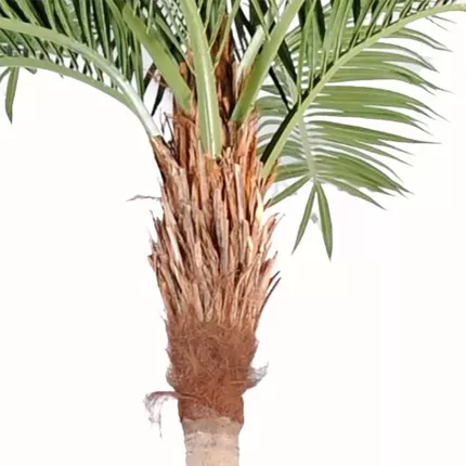 tête PALMIER artificiel Coconut courbe new 270 à 700 cm