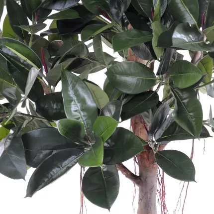 feuille FICUS artificiel ELASTICA ou caoutchouc  220 cm