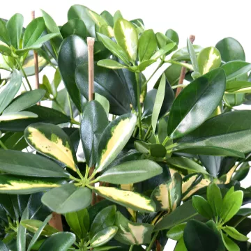 SCHEFFLERA artificiel vert ou vert/jaune 110 et 150 cm