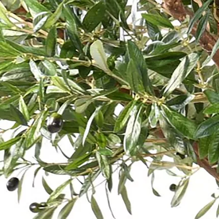 OLIVIER NC artificiel 330 cm - feuilles