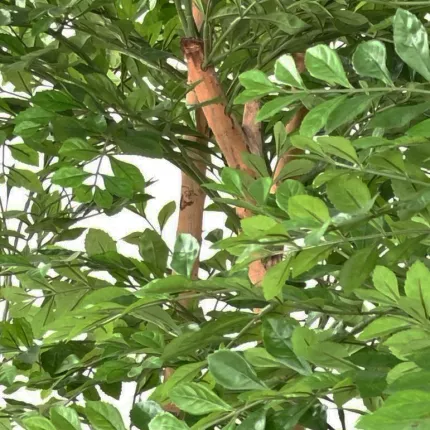 feuilles ACACIA artificiel 150 à 210 cm