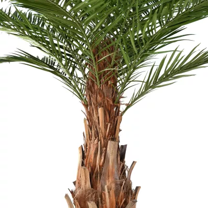 tronc palmier CANARIE artificiel 350 cm