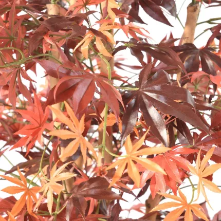 feuilles ERABLE artificiel DE LUXE (Aralia)  150 cm automne