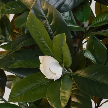 fleurs MAGNOLIA artificiel fleuri 180 cm