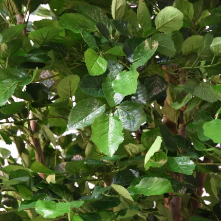 feuilles HETRE artificiel  280 cm