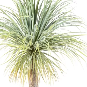 feuilles YUCCA artificiel géant 240 cm