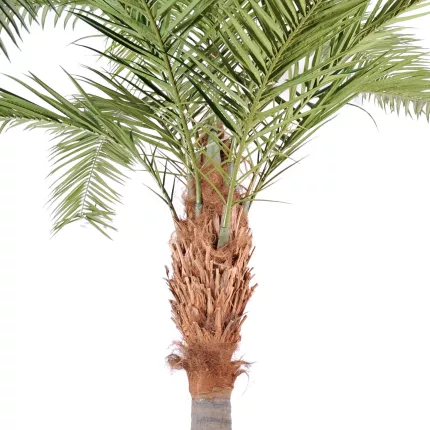rête palmier PHOENIX artificiel CANARIENSIS  350 et 420 cm