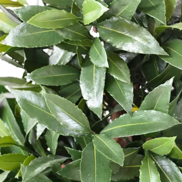 feuilles LAURIER SAUCE artificiel cone 130 ou 150 cm