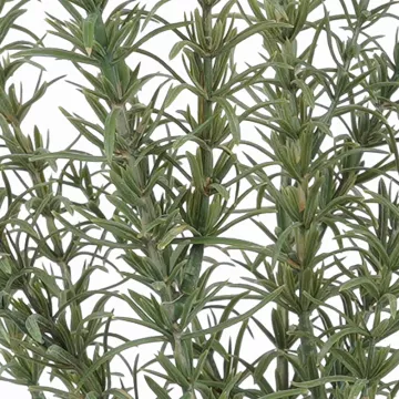 feuilles ROMARIN artificiel 60 cm