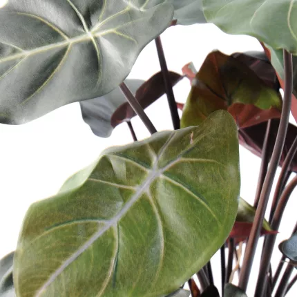 Syngonium Podophyllum 55 cm - feuille