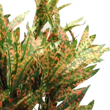 feuilles CROTON artificiel spider pointé 40 cm