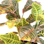 feuilles CROTON artificiel 70 cm