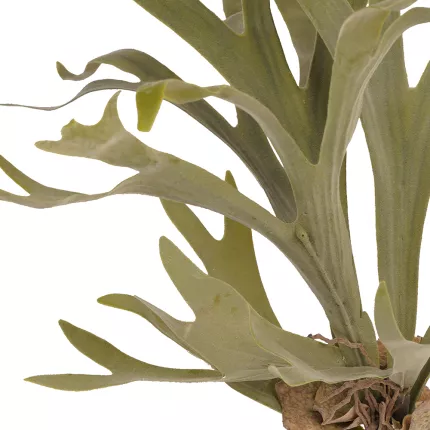 détail Platycerium artificiel ou STAGHORN artificiel (CORNE D ELAN) 60 cm
