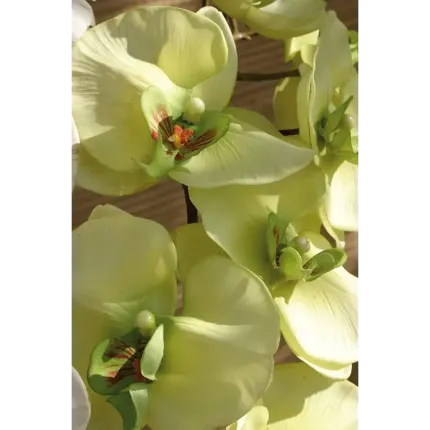 fleurs ORCHIDEE phalaenopsis artificielle verte 100 cm