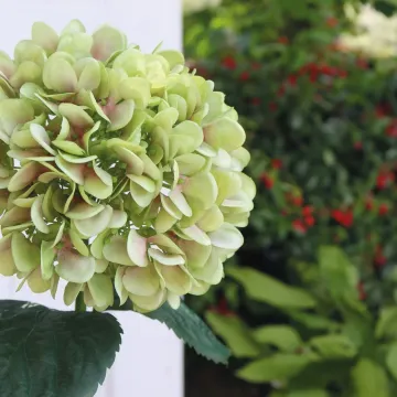 mise en situation HORTENSIA artificiel vert 65 cm