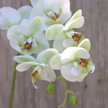 ORCHIDEE phalaenopsis artificielle 80 cm vert - détails