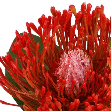 détail PROTEA artificielle 63 cm